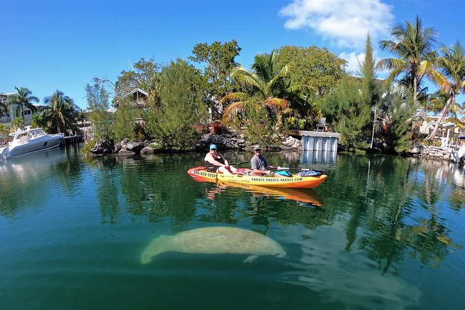 Mangroves and Manatees - Guided Kayak Eco Tour - The 2-Hour Flow, From Getting Fitted to Paddling Out