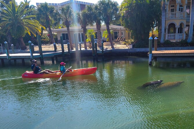 Mangroves, Manatees, and a Hidden Beach: Kayak Tour - Dolphin and manatee spotting, without the stress of chasing a guarantee