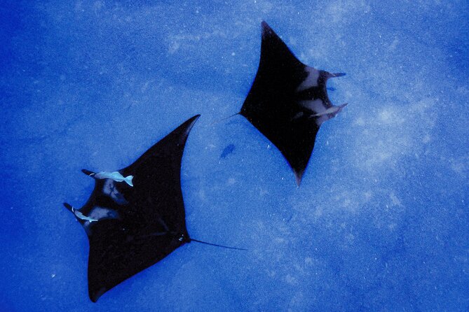 Manta Magic: Small-Group Manta Ray Night Snorkel in Kailua Kona - Why This Kona Manta Tour Works: Light Boards, Plankton, and That Night Show