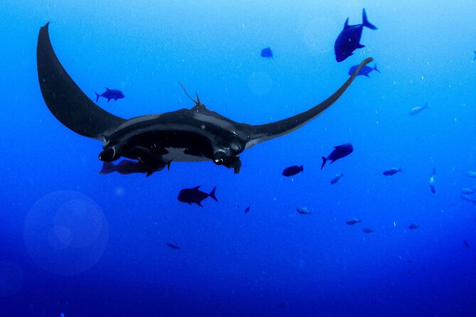 Manta Magic: Small-Group Manta Ray Night Snorkel in Kailua Kona - The Snorkel Setup: Optional Water Time, The Light Board, and a Certified Swim Guide
