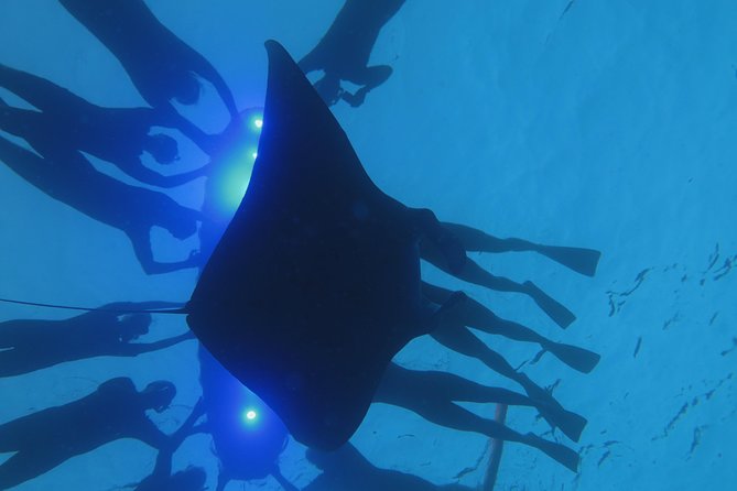 Manta Magic: Small-Group Manta Ray Night Snorkel in Kailua Kona - What You’ll Likely See: Counts Vary, But Close Encounters Are the Theme