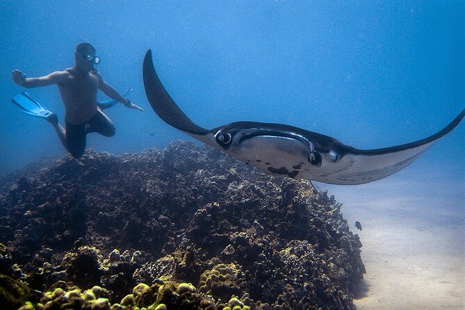 Manta Magic: Small-Group Manta Ray Night Snorkel in Kailua Kona - Gear and Comfort: Snorkel Equipment, Optional Wetsuit, and What Warmth Looks Like in Practice