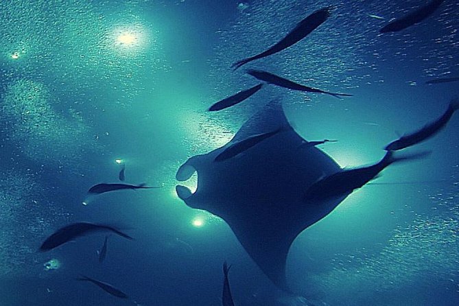 Manta Magic: Small-Group Manta Ray Night Snorkel in Kailua Kona - Safety and Service: Small-Group Attention and Where Some People Felt Let Down
