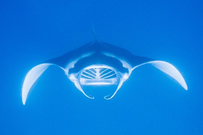 Manta Magic: Small-Group Manta Ray Night Snorkel in Kailua Kona - Price and Value at $145: When It’s Worth It, and When You Might Reconsider