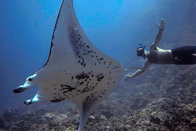 Manta Magic: Small-Group Manta Ray Night Snorkel in Kailua Kona - Who Should Book This Manta Magic Tour
