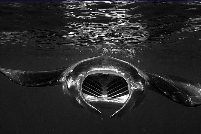 Manta Magic: Small-Group Manta Ray Night Snorkel in Kailua Kona - Getting There and Getting On the Boat: Keauhou Harbor and a Fast Trip to the Action