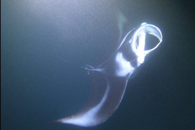 Manta Ray Night Snorkel at Kona, Big Island - Timing traps: check-in time is not departure time