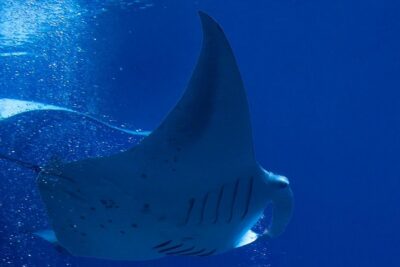 Manta Ray Night Snorkel at Kona, Big Island