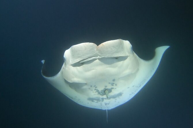 Manta Ray Night Snorkel at Kona, Big Island - Stop 1: the check-in, waiver, and gear setup that sets your night up