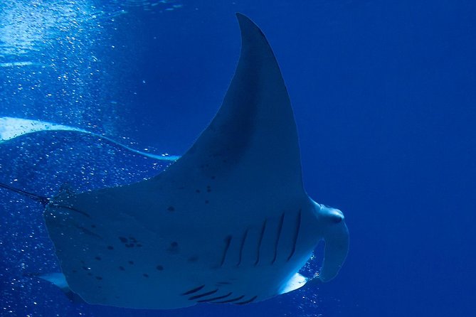 Manta Ray Night Snorkel at Kona, Big Island - Price and what $44 really buys you