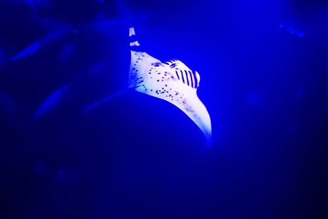 Manta Ray Night Snorkel in Kona - Key points to know before you go
