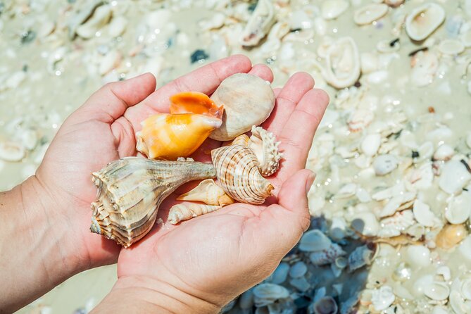 Marco Island Wildlife Sightseeing and Shelling Tour - Shelling time: where the “relax” factor comes from