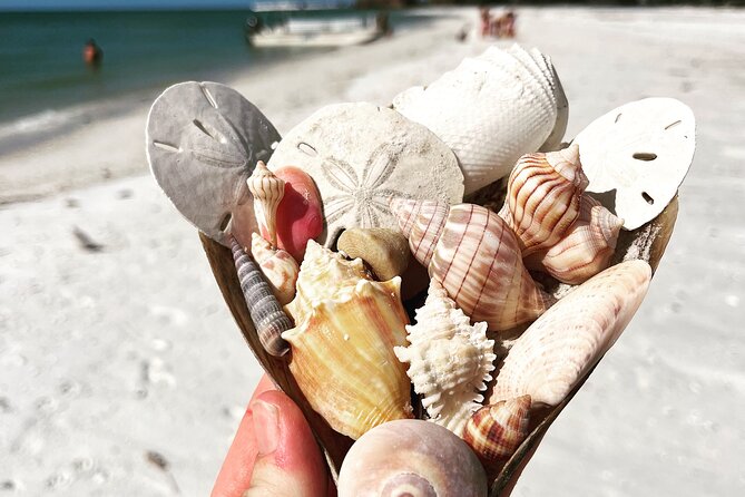 Marco Island Wildlife Sightseeing and Shelling Tour - Value and what you are really paying for