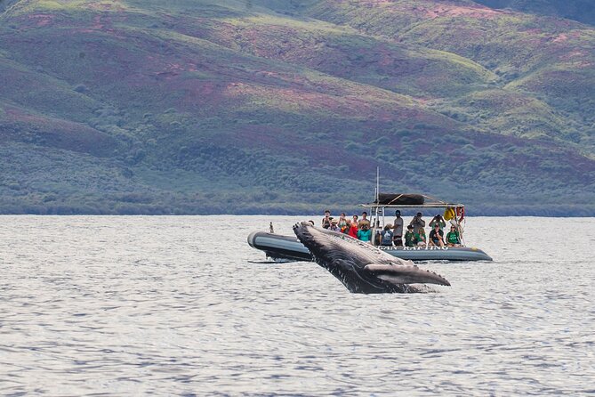 Maui Eco-Raft Tour: Eye-Level Whale or Dolphin Watching - Lahaina - Eye-Level Zodiac Rafting Off Lahaina: The Real Difference You’ll Feel