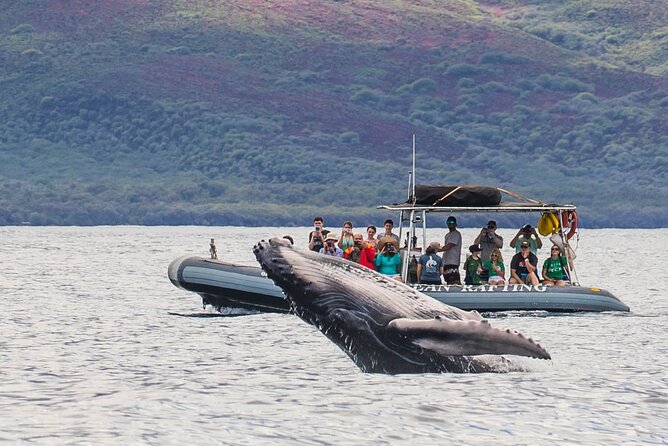 Maui Eco-Raft Tour: Eye-Level Whale or Dolphin Watching - Lahaina - Season Matters: Whales December to April, Dolphins in Summer