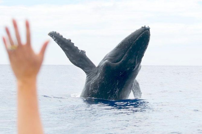 Maui Eco-Raft Tour: Eye-Level Whale or Dolphin Watching - Lahaina - The Hydrophone Moment: Listening to Whale Songs Like You’re On the Crew