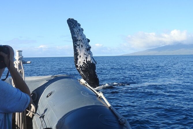 Maui Eco-Raft Tour: Eye-Level Whale or Dolphin Watching - Lahaina - Small Group Energy, Real Guidance, and Why It Changes the Viewing