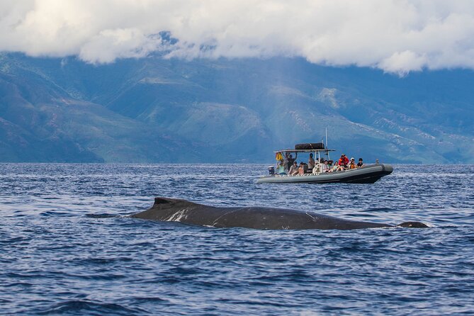 Maui Eco-Raft Tour: Eye-Level Whale or Dolphin Watching - Lahaina - Comfort Checklist: Wet Spray, Sun Safety, and Shoes