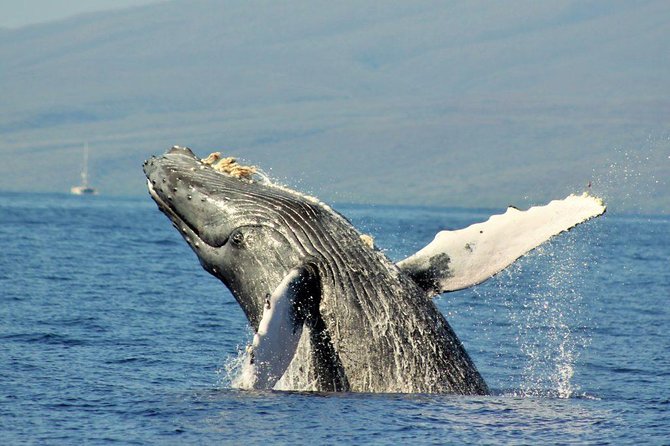 Maui Eco-Raft Tour: Eye-Level Whale or Dolphin Watching - Lahaina - What’s Included (and What You Should Not Assume)