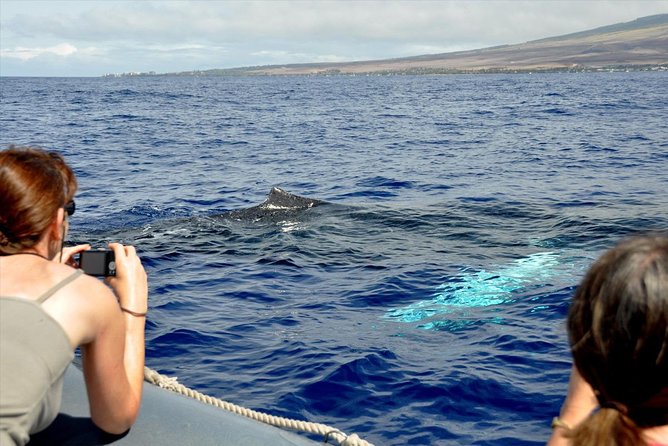 Maui Eco-Raft Tour: Eye-Level Whale or Dolphin Watching - Lahaina - Price and Value: How $85.16 Makes Sense for This Kind of Boat Trip