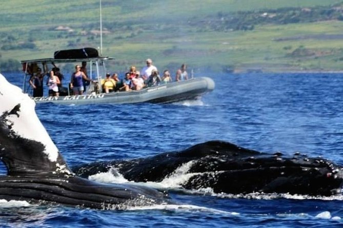 Maui Eco-Raft Tour: Eye-Level Whale or Dolphin Watching - Lahaina - Stop 1 in Lahaina: Check-In, Timing, and the Front Street Launch