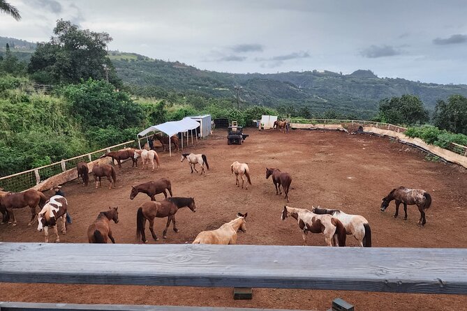 Maui Horseback Adventure at Circle M Ranch With Real Cowboys - Horses, care, and why the “small group” changes everything