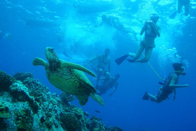 Maui: Molokini and Turtle Town Snorkeling aboard Pride of Maui - Stop 2: Turtle Town lava formations and turtle sightings when conditions cooperate