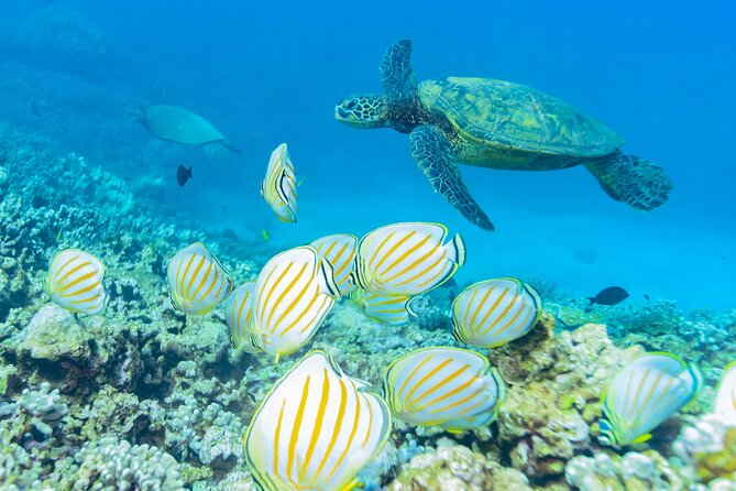 Maui: Molokini Crater and Turtle Town Snorkeling From Kihei - The boat ride experience: snacks, smooth routines, and optional whale moments