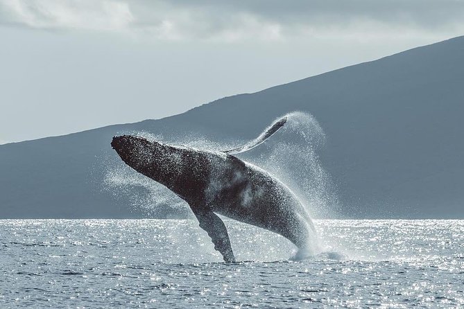 Maui: Original Sunset Cruise with Open Bar from Ka’anapali Beach - Whales and dolphins: seasonal bonus and what to expect