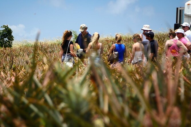 Maui Pineapple Farm Tour in Haliimaile - Where the Tour Starts: Maui Pineapple Store and Haliimaile Road Vibes