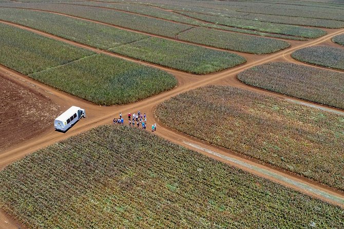 Maui Pineapple Farm Tour in Haliimaile - Stop 1 in Haliimaile: Working Pineapple Field, Growing Cycle, and Tasting