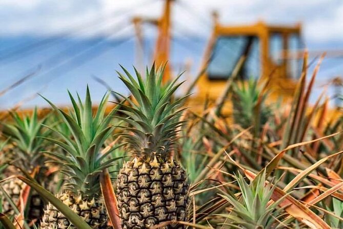 Maui Pineapple Farm Tour in Haliimaile - The Samples: Snacks, Stages, and Why Maui Gold Gets So Much Love