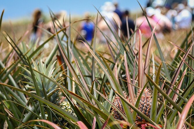 Maui Pineapple Farm Tour in Haliimaile - The Whole Pineapple Take-Home: Airport-Ready and Luggage Friendly
