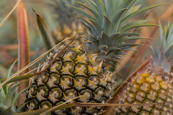 Maui Pineapple Farm Tour in Haliimaile - The Guides: Local Stories and Humor That Make Farming Click