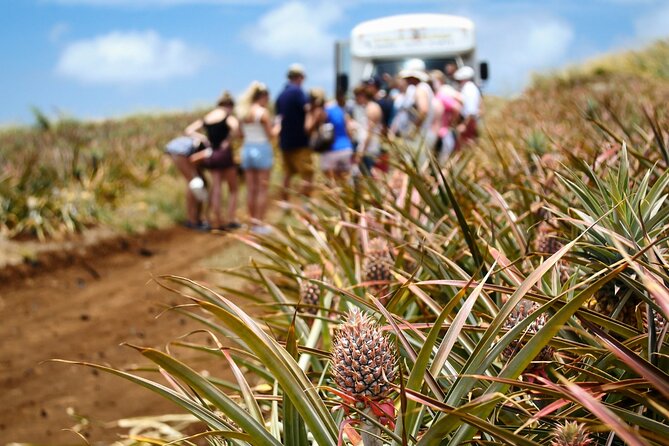 Maui Pineapple Farm Tour in Haliimaile - The 1.5 Hour Plan: How the Timing Really Feels