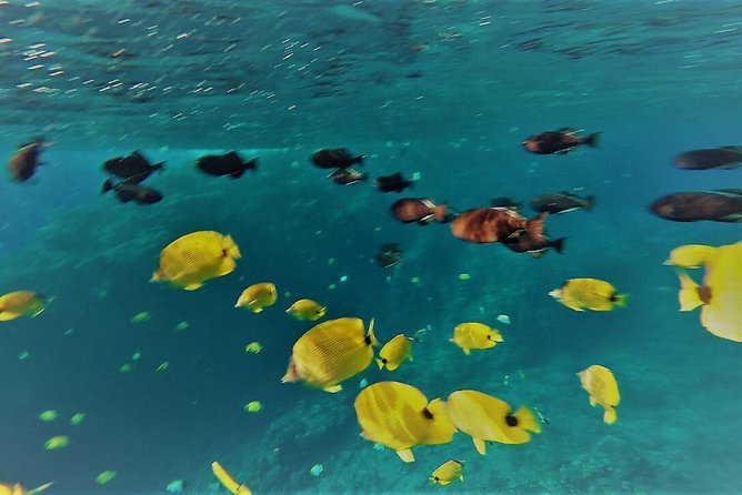 Maui Snorkel Adventure: Molokini Crater and Turtle Cove - Lunch and Snacks: Fueling Up Without Making the Day Slower