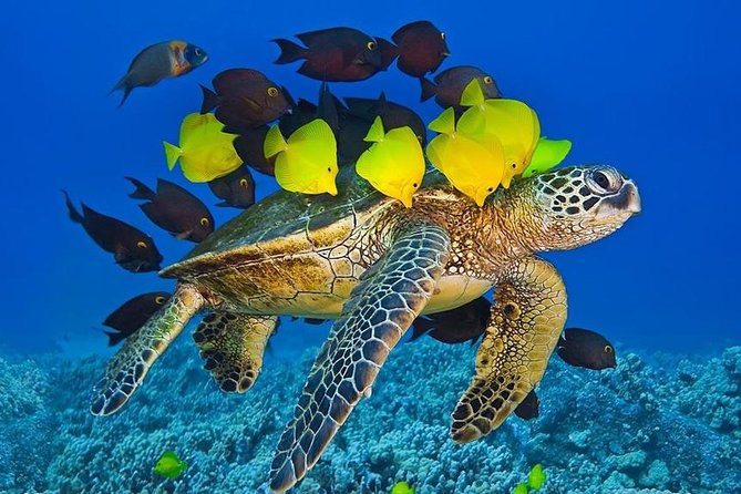 Maui Snorkel Adventure: Molokini Crater and Turtle Cove - Wildlife Bonus Moments: Whales, Dolphins, and the Crew’s Quick Thinking