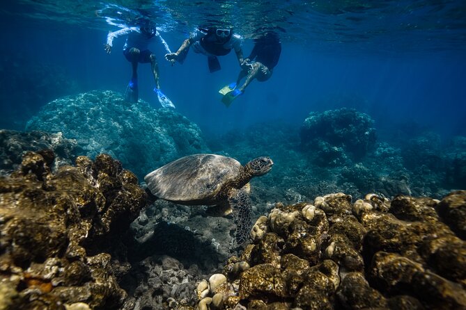 Maui: Turtle Town Snorkel with Photo and Video - Photos and raw video, and why the media is more than a gimmick