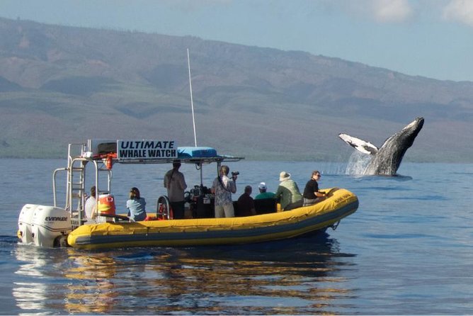 Maui: Ultimate Whale Watch from Lahaina - Key things I’d watch for before you go