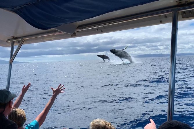 Maui: Ultimate Whale Watch from Lahaina - Low-to-the-Water Rafts and Front-Row Viewing from Lahaina