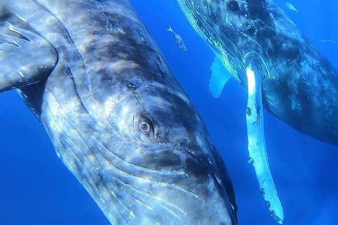 Maui: Ultimate Whale Watch from Lahaina - What It Looks Like When You’re Actually Watching Whales