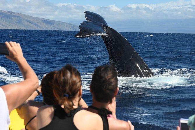 Maui: Ultimate Whale Watch from Lahaina - Seats, Motion, and the Comfort Tradeoff on a Small Raft