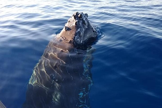 Maui: Ultimate Whale Watch from Lahaina - Bottled Water Included, but Make It Eco-Friendly