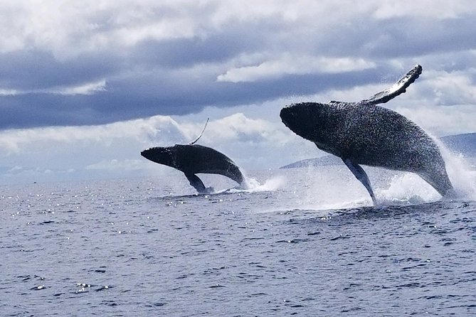 Maui: Ultimate Whale Watch from Lahaina - The Dolphin and Whale Action You Can Reasonably Hope For
