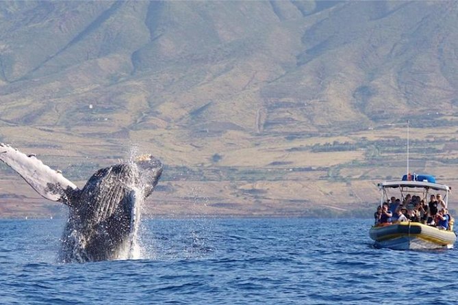 Maui: Ultimate Whale Watch from Lahaina - Where to Meet on Front Street (and how to avoid a bad seat)