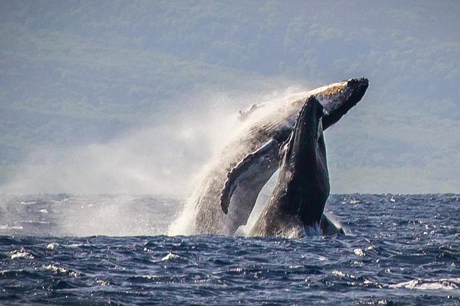 Maui: Whale Watching Cruise with Open Bar from Ka'anapali Beach - Key Things That Make Sea Maui’s Whale Cruise Worth Your Time