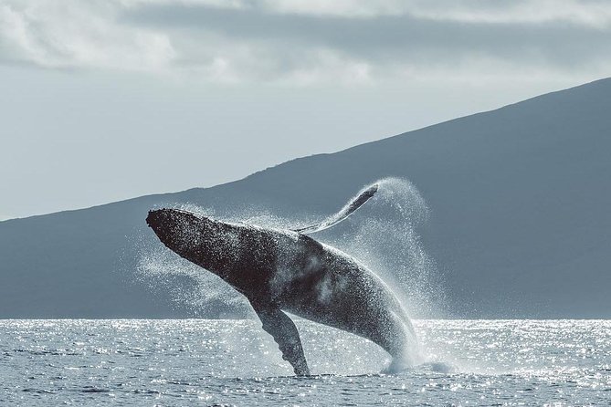Maui: Whale Watching Cruise with Open Bar from Ka'anapali Beach - Meeting Sea Maui at the Beach Walk: Easy Start, Clear Check-In