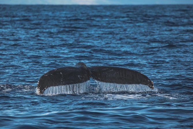 Maui: Whale Watching Cruise with Open Bar from Ka'anapali Beach - What You’ll Do on the Water Off West Maui: Searching, Watching, and Cruising