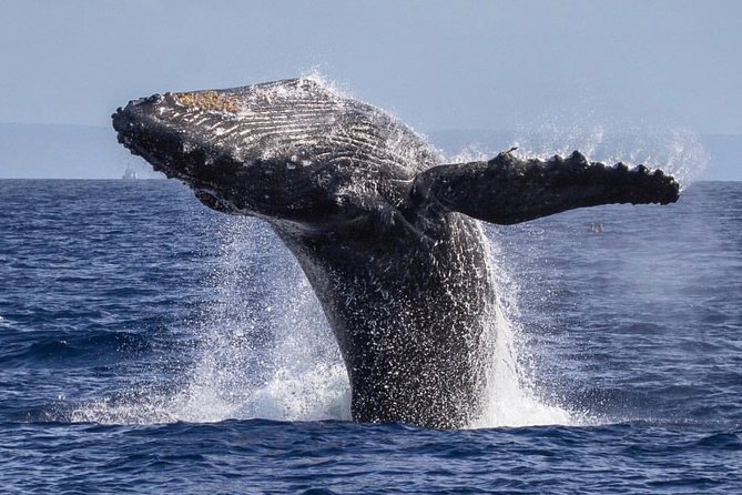 Maui: Whale Watching Cruise with Open Bar from Ka'anapali Beach - Naturalist Guidance That Makes Whale Watching Click