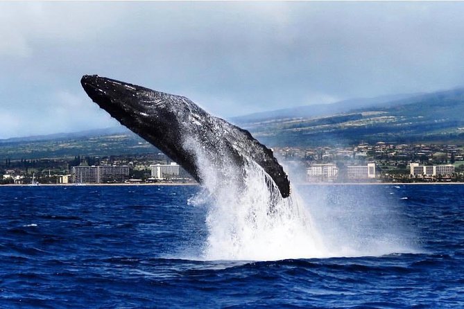 Maui: Whale Watching Cruise with Open Bar from Ka'anapali Beach - Catamaran Comfort: Bean Bags, Open Nets, and How to Choose Your Seat